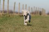 BEDLINGTON TERRIER 186